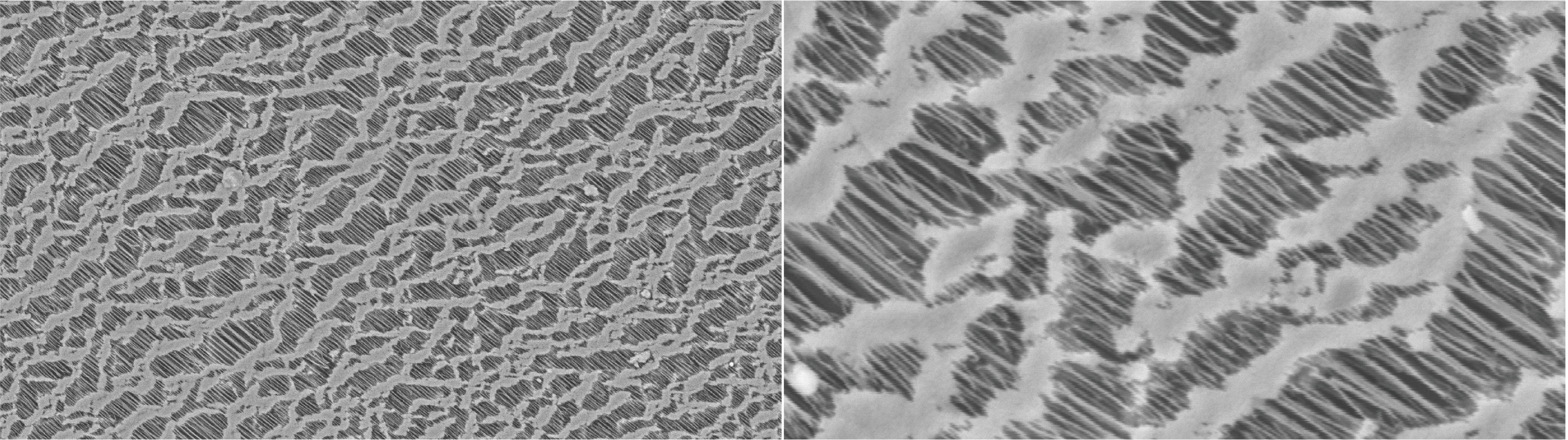 Application of SuperSEM N10 Desktop Scanning Electron Microscope in the Detection of Novel Functiona(图3)